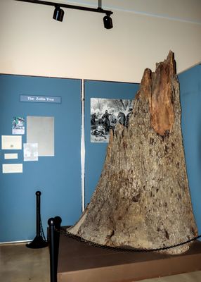 Fragment of the tree where Confederate General Zollicoffer was laid after his death in Mill Springs Battlefield NM