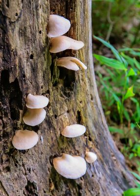 Fungi on the base of a trees in Mill Springs Battlefield NM
