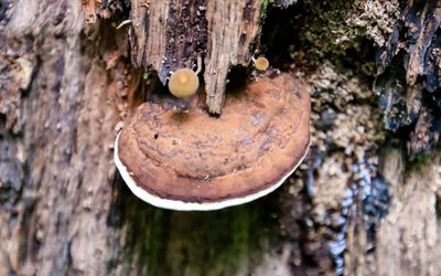 Large fungus on a tree in Mill Springs Battlefield NM