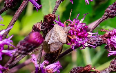 Spined Soldier Bug in Hopewell Culture NHP