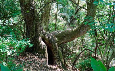 Large tree on the trail in the Hopeton Earthworks section of Hopewell Culture NHP
