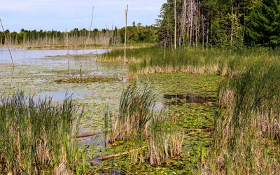 Marsh area on the edge of Narada Lake in Sleeping Bear Dunes NL