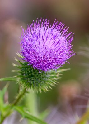 Thistle bloom at Narada Lake in Sleeping Bear Dunes NL