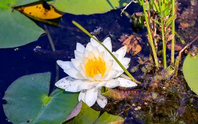 Lily pad bloom at Narada Lake in Sleeping Bear Dunes NL