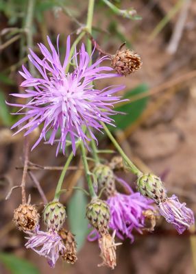 Thistle bloom in Sleeping Bear Dunes NL