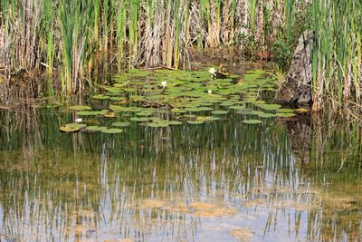 Lily pads and cattail stalks at Narada Lake in Sleeping Bear Dunes NL
