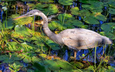 Great Blue Heron fishing at Narada Lake in Sleeping Bear Dunes NL