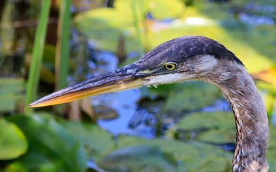 Closeup of a Great Blue Heron at Narada Lake in Sleeping Bear Dunes NL