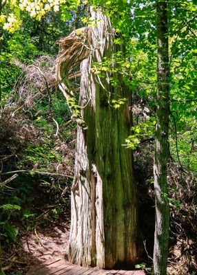 700-year-old cedar, killed by a lightning strike, in the old growth cedar forest in Sleeping Bear Dunes NL