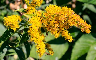 Small bugs on a flowering plant in Sleeping Bear Dunes NL