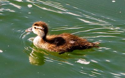 Duckling on a pond in Sleeping Bear Dunes NL