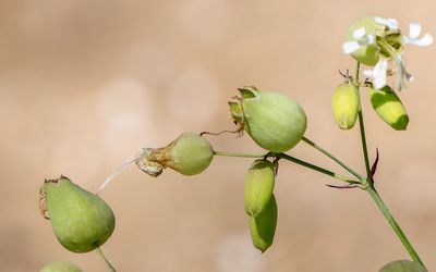 Plant pods closeup in Sleeping Bear Dunes NL