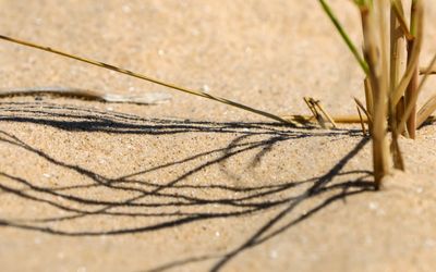 Reeds cast shadows on the sand in Sleeping Bear Dunes NL