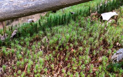 Plants growing on a downed tree in Frog Bay Tribal NP