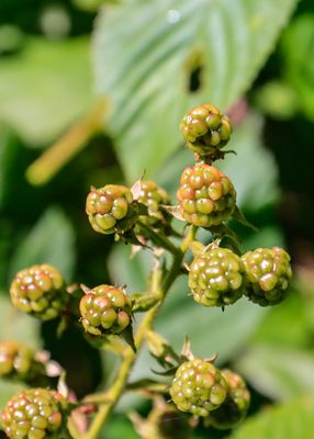 Berries ripening on the plant in Frog Bay Tribal NP