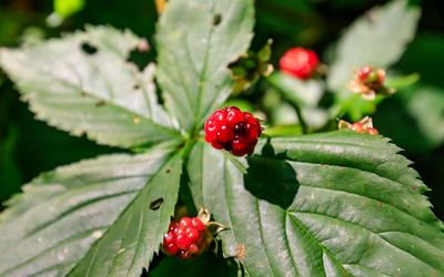 Ripe berries along the trail in Frog Bay Tribal NP