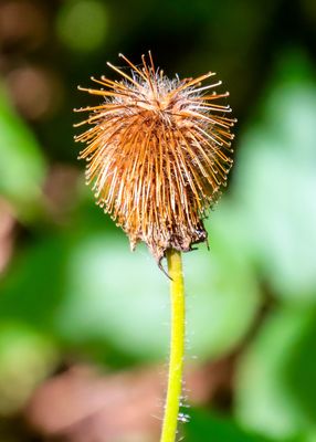 Dried flower along the trail in Frog Bay Tribal NP