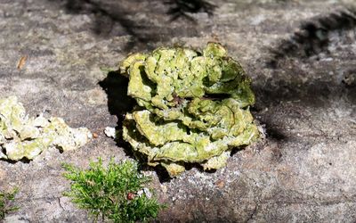 Fungus on a dead tree in Frog Bay Tribal NP