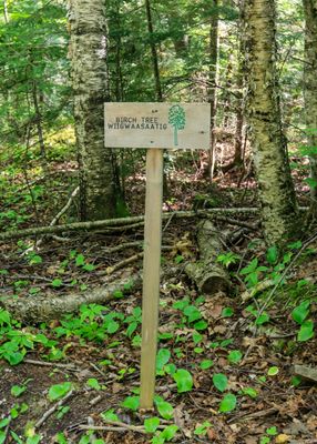 Ojibwe language tree identification sign along the trail in Frog Bay Tribal NP