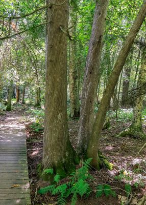 Old growth trees along the Beach Trail in Frog Bay Tribal NP
