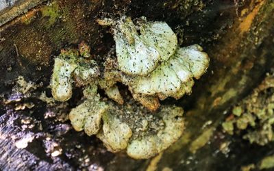 Fungus on a dead tree along the Beach Trail in Frog Bay Tribal NP