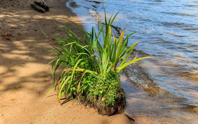 Cluster of plants growing on the Frog Bay beach in Frog Bay Tribal NP