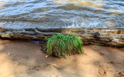 Frog Bay beach grasses next to logs in Frog Bay Tribal NP