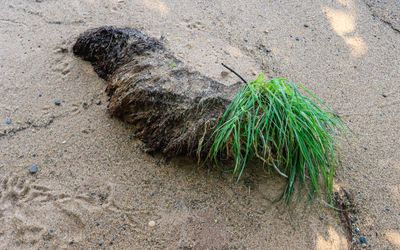 Beach grass growing on Frog Bay beach in Frog Bay Tribal NP