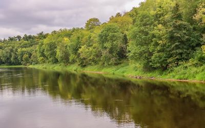 Trees reflected in the St. Croix River in St. Croix NSR