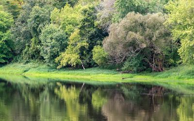 Calm waters on the edge of the St. Croix River in St. Croix NSR