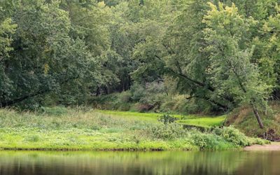 Looking into the woods beyond the banks of the St. Croix River in St. Croix NSR