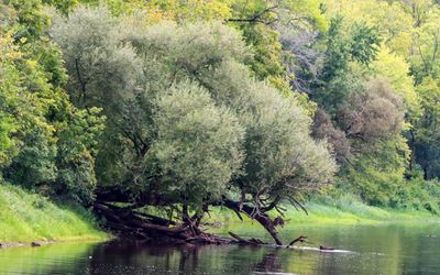 A tree grows over the bank of the St. Croix River in St. Croix NSR