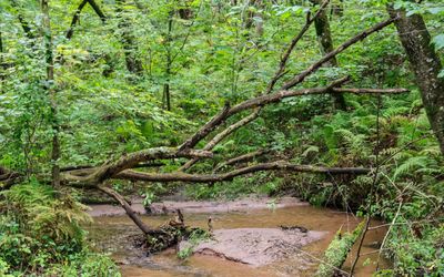 Dead tree in a creek along the Ice Age National Scenic Trail in St. Croix NSR
