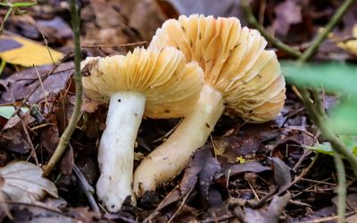 Mushrooms along the Ice Age National Scenic Trail in St. Croix NSR
