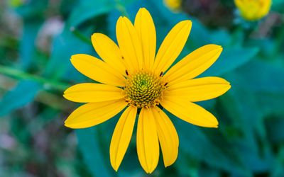 Flower along the Ice Age National Scenic Trail in St. Croix NSR