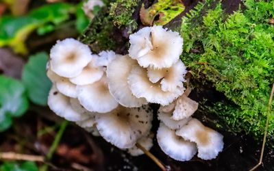 Fungi on a downed tree along the Ice Age National Scenic Trail in St. Croix NSR