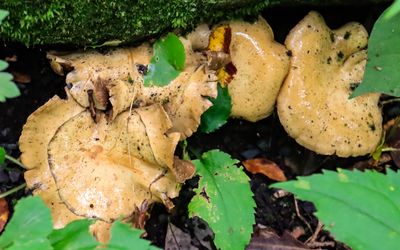 Large mushrooms along the Ice Age National Scenic Trail in St. Croix NSR
