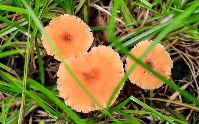 Group of mushrooms along the Ice Age National Scenic Trail in St. Croix NSR