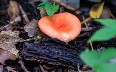 Mushroom in the forest along the Ice Age National Scenic Trail in St. Croix NSR