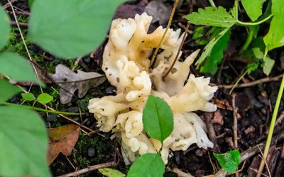 Fungus growth along the Ice Age National Scenic Trail in St. Croix NSR
