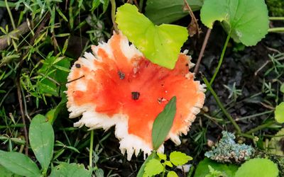 Mushroom along the Ice Age National Scenic Trail in St. Croix NSR
