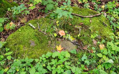 Single mushroom growing on top of a rock along the Ice Age National Scenic Trail in St. Croix NSR