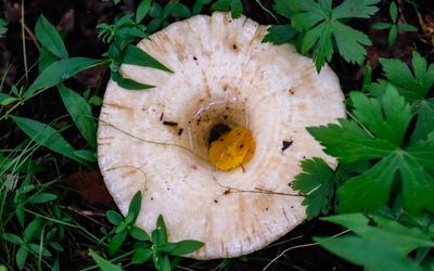 Dinner plate sized mushroom along the Ice Age National Scenic Trail in St. Croix NSR