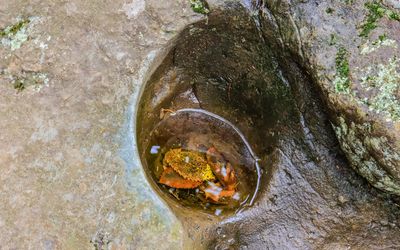 Small pothole with water and leaves along the Glacial Potholes Trail in Interstate State Park