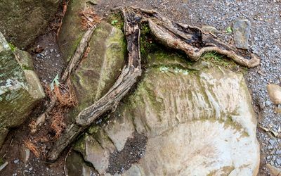 Tree roots weave around the rocks along the Glacial Potholes Trail in Interstate State Park