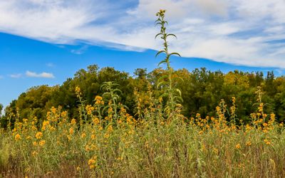 Wild flowers against a blue sky in George Washington Carver NM