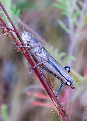 Large grasshopper on a stem in George Washington Carver NM