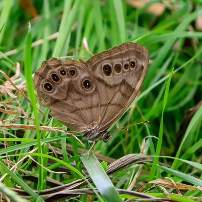 Butterfly in the grass in George Washington Carver NM
