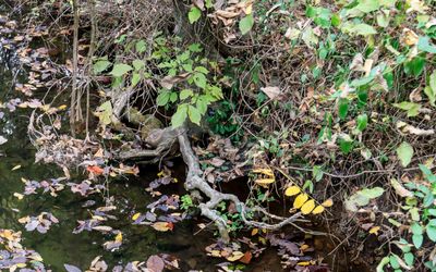 Twisted roots in the Carver Spring pool in George Washington Carver NM