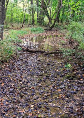 Stream near the Moses and Susan Carver house in George Washington Carver NM